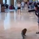 A crowd of monkeys was seen at Singapore's Changi Airport, in the viral video a woman is calmly 'talking' to a monkey